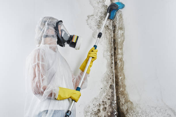 Best Industrial Mold Remediation in Wheatland, CA