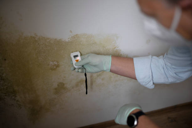Best Attic Mold Remediation in Wheatland, CA