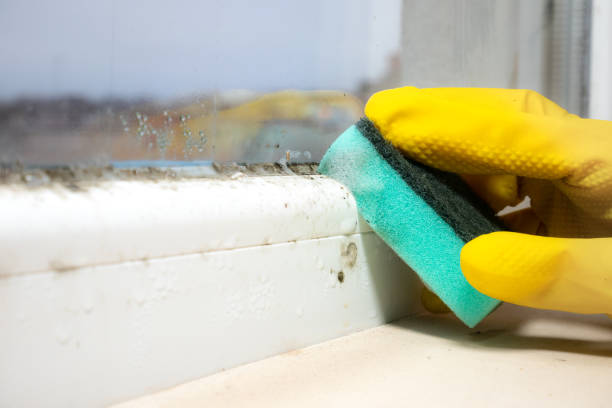 Best White Mold Remediation in Wheatland, CA