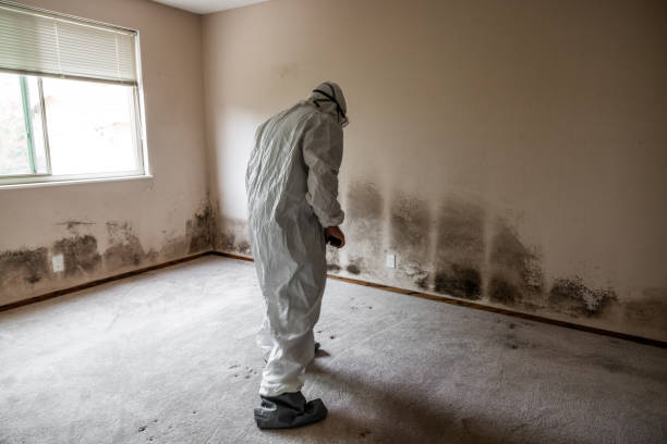 Best Residential Mold Remediation in Wheatland, CA