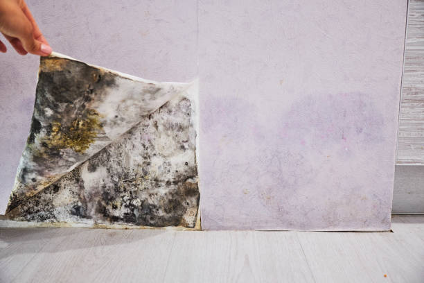 Best Bathroom Mold Remediation in Wheatland, CA